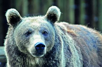 Auch ein Braunbär lebt im Wildpark in Ferleiten.