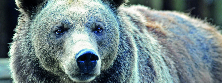 Auch ein Braunbär lebt im Wildpark in Ferleiten.