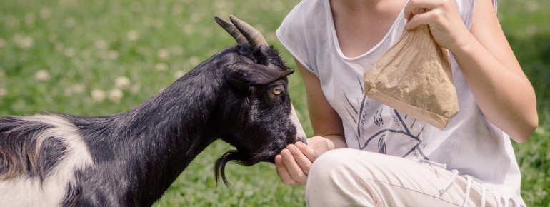 An manchen Gehegen können die Besucher den Tieren ganz nah kommen.