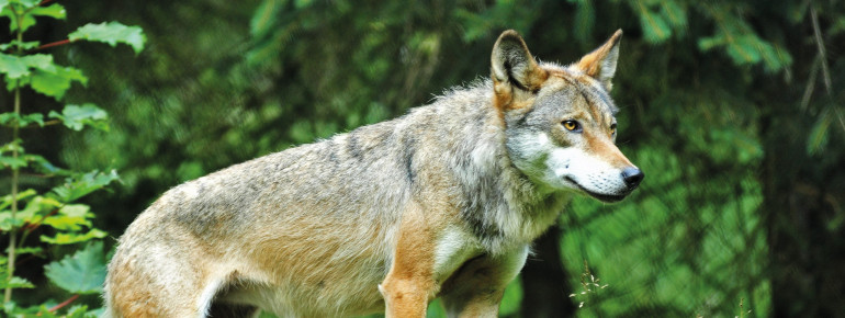 Etwas scheu sind die Wölfe im Wildpark.