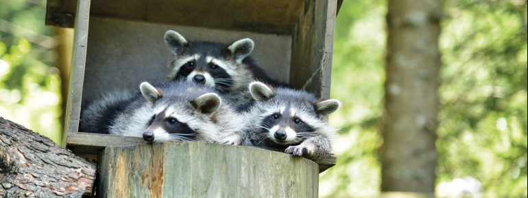Überall im Park befinden sich auch Verstecke für die Tiere.
