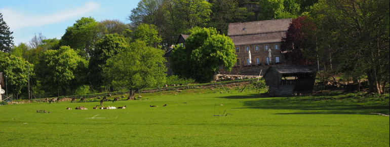 Das Wildfreigehege Wildenburg liegt am Fuße der Wildenburg bei Kempfeld und ist Teil des Nationalparks Hunsrück-Hochwald.