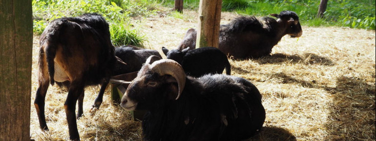 Auf zwei Rundwegen kannst du die überwiegend heimischen Tierarten kennenlernen und die Natur genießen.