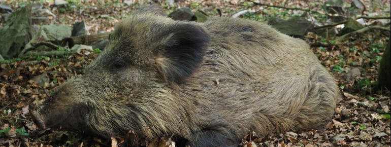 Auch Wildschweine leben auf dem 42 Hektar großen Areal des Wildfreigeheges.