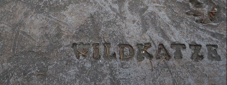 Im Wildfreigehege Wildenburg bei Kempfeld sind auch Wildkatzen zu Hause.