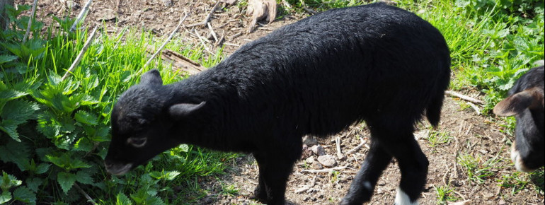 Im Streichelzoo leben unter anderem Ziegen und Schafe.