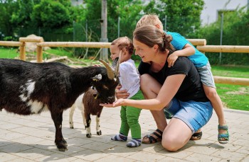 In den Tiergehegen können einheimische Tiere aus nächster Nähe erkundet werden.