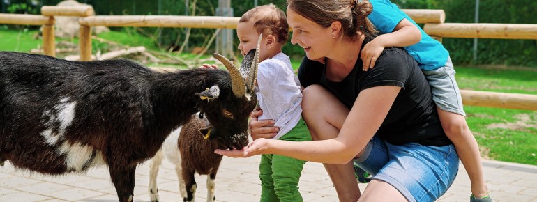 In den Tiergehegen können einheimische Tiere aus nächster Nähe erkundet werden.