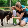 In den Tiergehegen können einheimische Tiere aus nächster Nähe erkundet werden.