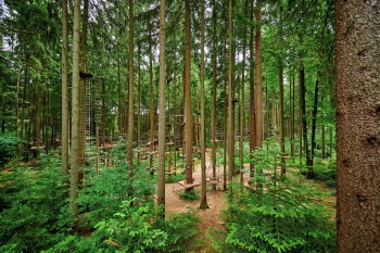 Hoch hinaus gehts im Hochseilgarten