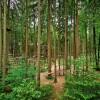 Hoch hinaus gehts im Hochseilgarten