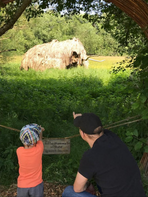 Mammut