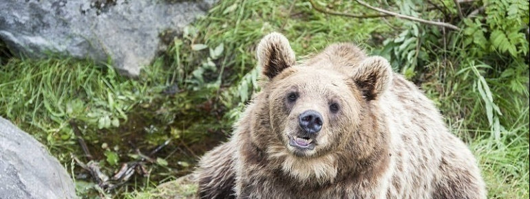Braunbär im Ranua Wildlife Park