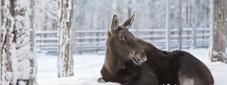 Elch im Ranua Wildlife Park