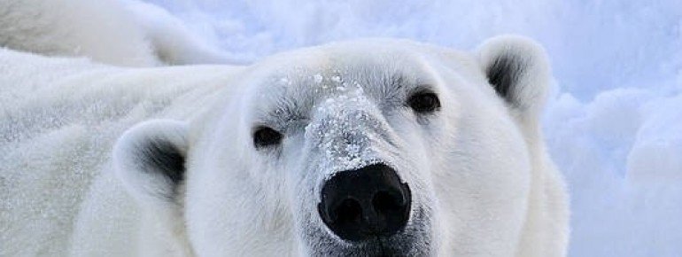 Polarbär im Ranua Wildlife Park