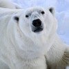 Polarbär im Ranua Wildlife Park