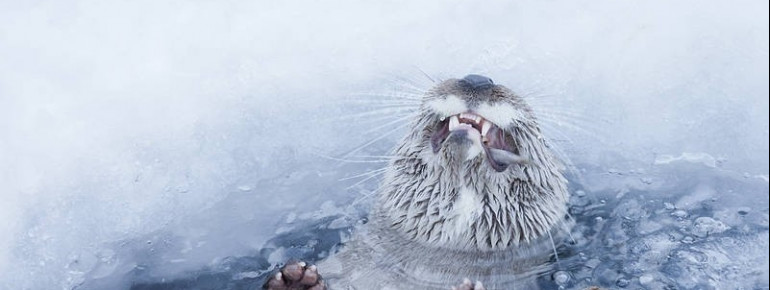 Otter im Ranua Wildlife Park