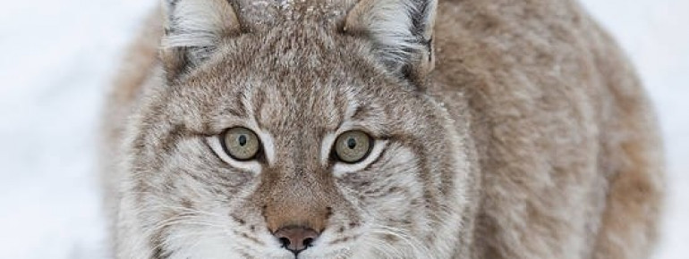 Lynx im Ranua Wildlife Park