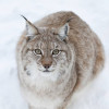 Lynx im Ranua Wildlife Park