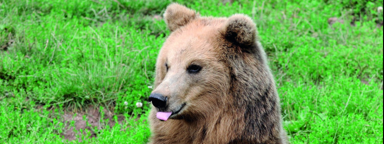 Bei der Fütterungsrunde der Beutegreifer informieren die Wildhüter über die Verhaltensweisen der Tiere.