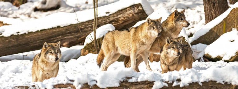 Im Wildparadies gibt es sowohl europäische Wölfe als auch Polarwölfe zu sehen.