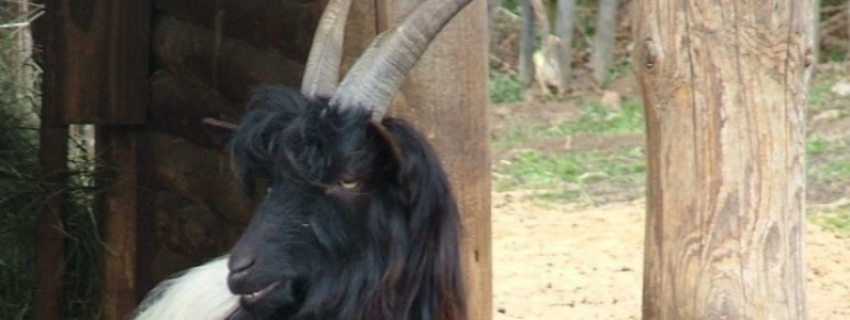 Walliser Schwarzhalsziege