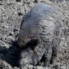 Wildschwein