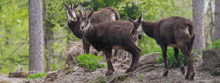 Weit über 100 Tiere verschiedener Arten leben heute im Wildpark.