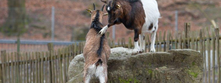 Die Fütterung der Tiere im Wildpark ist untersagt.