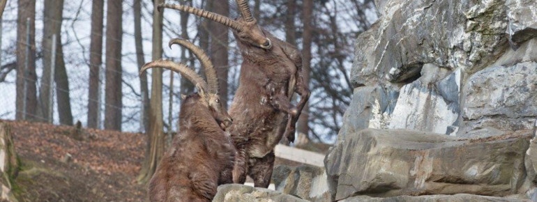 Der Steinbock "Felix" war der erste Bewohner des Wildparks und ist heute das Wahrzeichen.