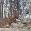 Der Steinbock "Felix" war der erste Bewohner des Wildparks und ist heute das Wahrzeichen.