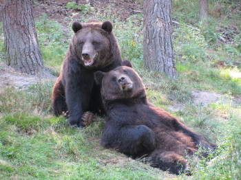 Die beiden Bärenbrüder Fred und Frode lassen es sich im großen Bärengehege gut gehen.