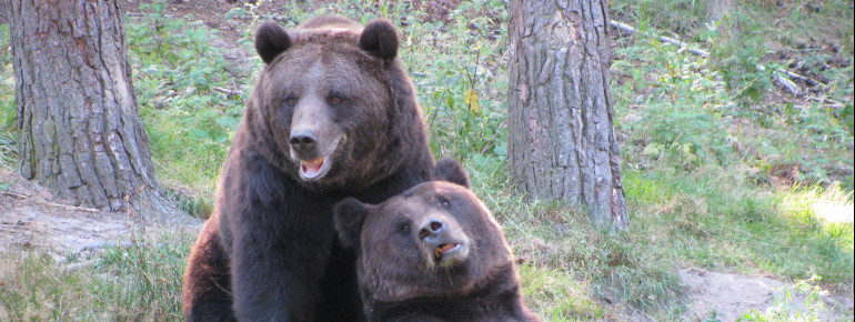Die beiden Bärenbrüder Fred und Frode lassen es sich im großen Bärengehege gut gehen.