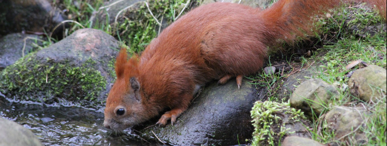 Die Eichhörnchen springen im begehbaren Kobel den Besuchern schnell mal über Kopf und Schulter und halten nach leckeren Häppchen Ausschau.