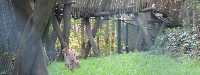 Mit viel Platz und guten Deckungsmöglichkeiten sind die Luchse nicht immer auf den ersten Blick zu erkennen.