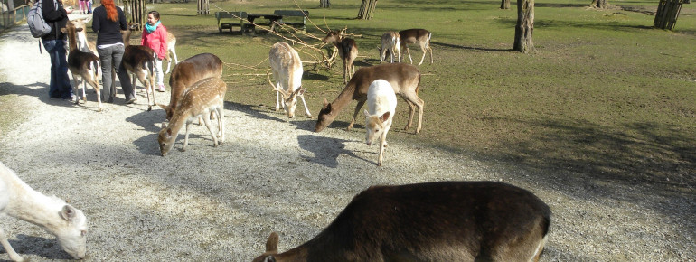 Auf Tuchfühlung mit den Rehen