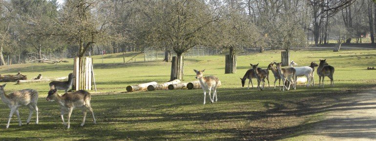 Die Gehege sind großzügig angelegt.