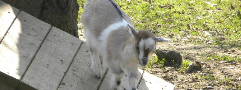 Im Frühjahr gibt es viele Jungtiere, wie diese Ziege.