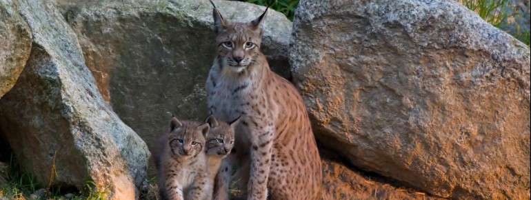 Luchse im Wildpark Waldhaus Mehlmeisel – vom Hochsteg aus lassen sich die scheuen Waldbewohner gut beobachten.