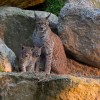 Luchse im Wildpark Waldhaus Mehlmeisel – vom Hochsteg aus lassen sich die scheuen Waldbewohner gut beobachten.