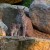 Luchse im Wildpark Waldhaus Mehlmeisel – vom Hochsteg aus lassen sich die scheuen Waldbewohner gut beobachten.