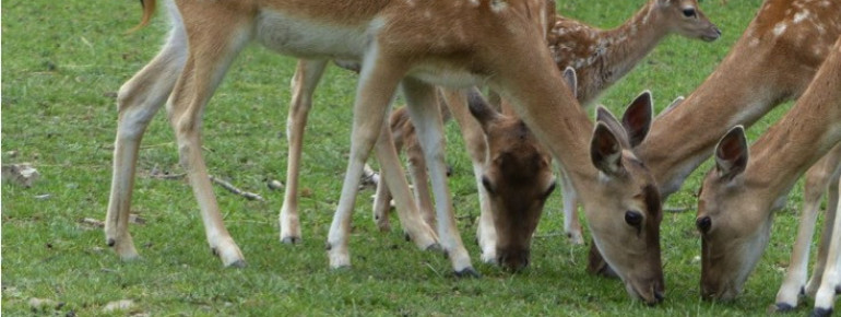 Eine Rehfamilie kannst du auch im Wildtierpark Edersee beobachten.