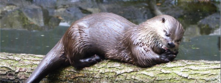 Der Otter lebt sowohl im Wasser, als auch außerhalb.