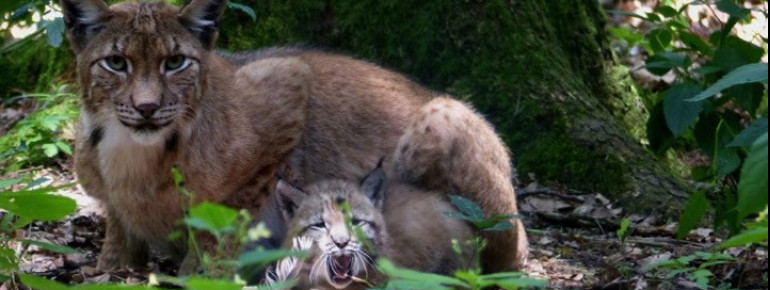 Der Luchs versteckt sich in den Wäldern des WildtierParks.