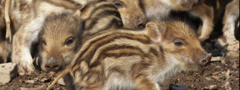 Richtig süß und voller Schlamm laufen die Frischlinge durch den Wald.