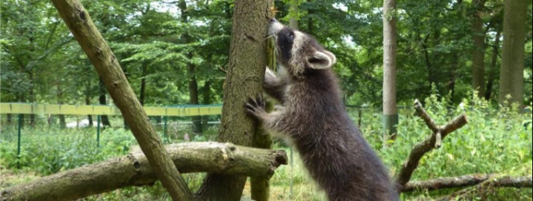 Der Waschbär sucht bestimmt in Vogelnestern etwas zu essen.