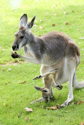 Ein Känguru mit seinem Nachwuchs.