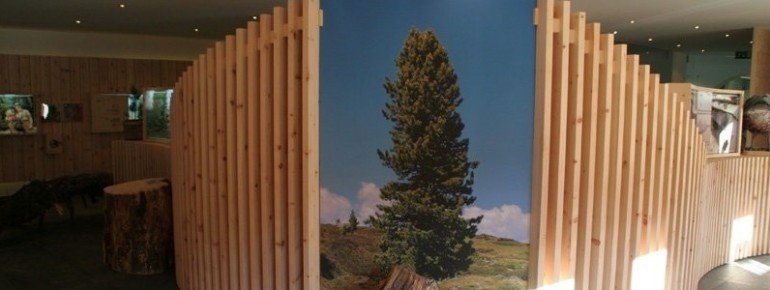 Ausstellungsraum der Zirbenausstellung in Jerzens