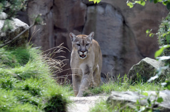 Der Puma hat vieles mit einer Hauskatze gemeinsam - mehr als mit einem Löwen.