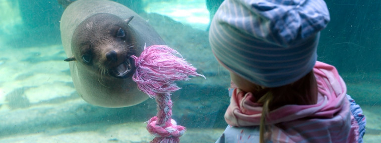 Den Seebären kannst du unter Wasser beim Spielen beobachten.